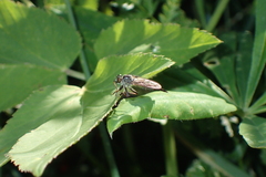 Neoitamus socius