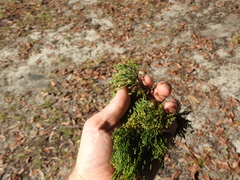 Callitris columellaris