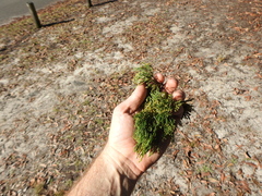 Callitris columellaris