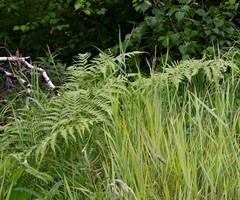 Pteridium latiusculum japonicum