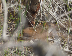 Dasyornis brachypterus