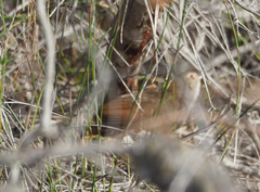 Dasyornis brachypterus