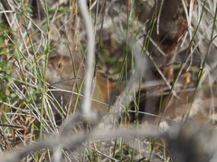 Dasyornis brachypterus