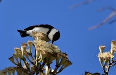 Cissomela pectoralis