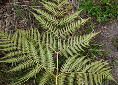 Pteridium latiusculum japonicum
