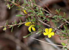 Hibbertia aspera
