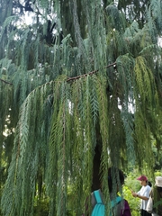 Cupressus cashmeriana