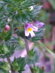 Euphrasia hirtella