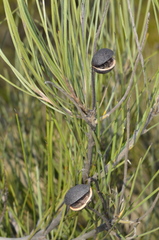 Grevillea pterosperma