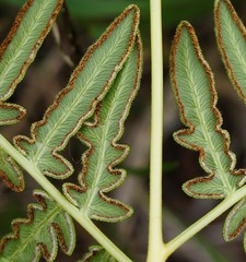 Pteridium latiusculum japonicum