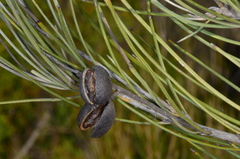 Grevillea pterosperma