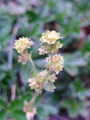Alchemilla saxatilis