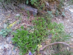 Alchemilla saxatilis