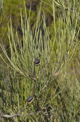 Grevillea pterosperma