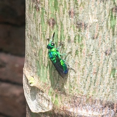 Chrysis angolensis