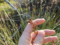 Schoenoplectus litoralis