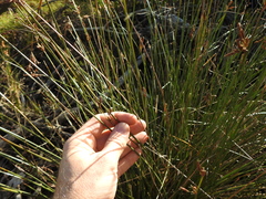 Schoenoplectus litoralis