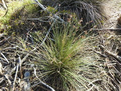 Schoenoplectus litoralis