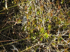 Vincetoxicum carnosum