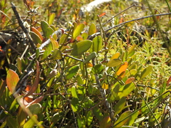 Vincetoxicum carnosum