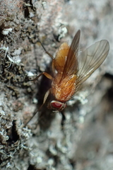 Phaonia pallida