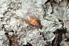 Phaonia pallida