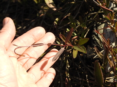 Vincetoxicum carnosum