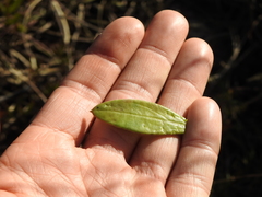 Vincetoxicum carnosum