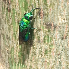 Chrysis angolensis