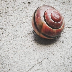 Cepaea nemoralis