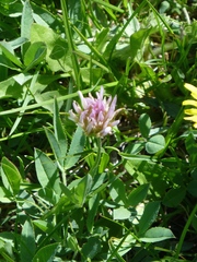 Trifolium longipes