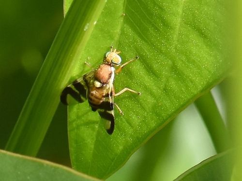 Walnut Husk Fly, Groesbeek, Nederland, photo 7 of 10