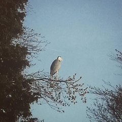Ardea cinerea