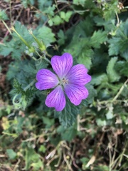 Geranium × oxonianum