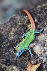 Platysaurus intermedius