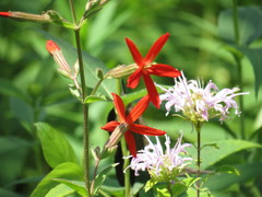 Silene regia
