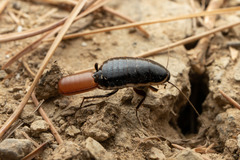 Loboptera canariensis