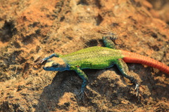 Platysaurus intermedius