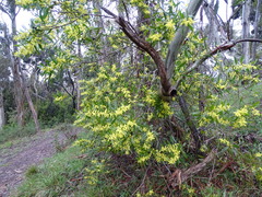 Acacia longifolia longifolia