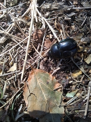 Trypocopris vernalis