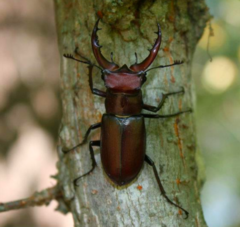 Lucanus elaphus