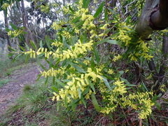 Acacia longifolia longifolia