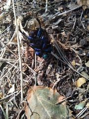 Trypocopris vernalis