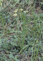 Triteleia ixioides anilina