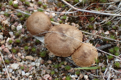 Inocybe impexa
