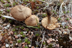 Inocybe impexa