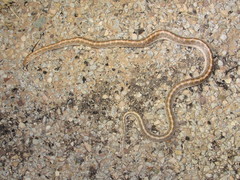 Arizona elegans philipi