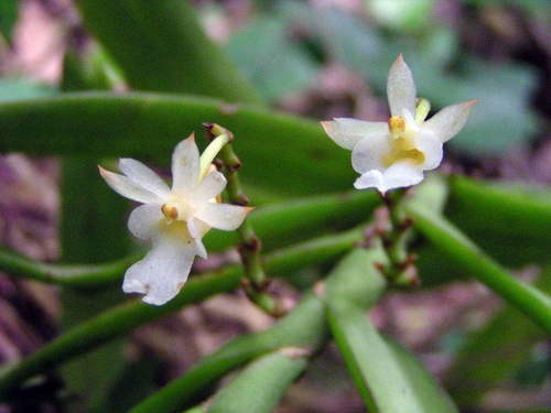 Calyptrochilum christyanum