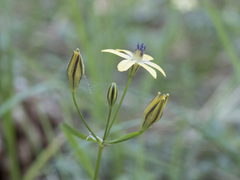 Triteleia ixioides anilina