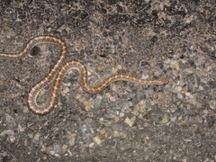 Arizona elegans philipi